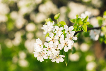 Apple tree branch of blooming with sun
