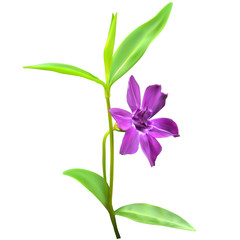Purple periwinkle flower