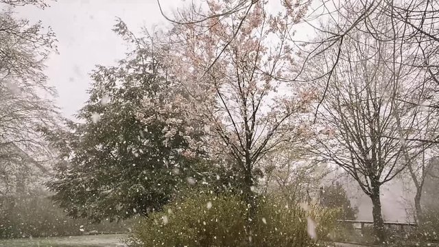 Schnee auf Kirschbl&uuml;ten