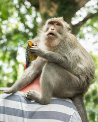 Macaque  portrait (Macaca Macaque monkey sits behind the neck tourists and eating banana (Macaca fascicularis) in Sacred Monkey Forest, Bali