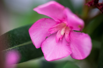 Nerium oleander pink flower