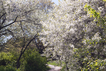 Sakura Flower or Cherry Blossom With Beautiful Nature Background