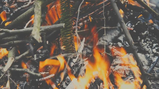 Burning wood, campfire macro video, close up of burning forest
