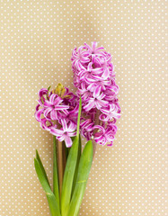 Violet Hyacinth flowers