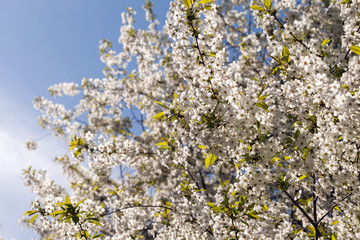 Sakura Flower or Cherry Blossom With Beautiful Nature Background