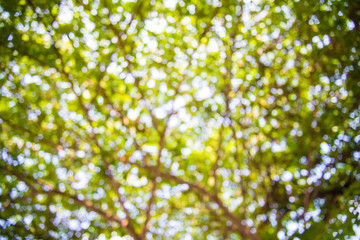 green tree