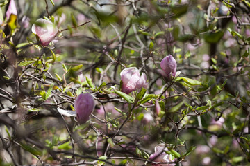 Bloomy magnolia tree with big pink flowers