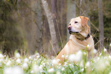 Labrador sitzt in einem Fled voller Schneeglöckchen