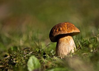 PORCINELLO AI LIMITI DEL BOSCO. Effetto sfuocato.