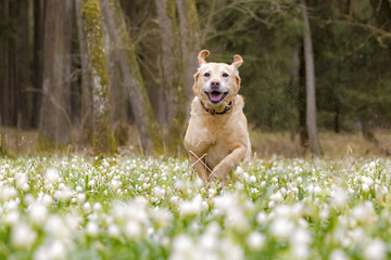 Labrador läuft durch Feld voller Schneeglöckchen