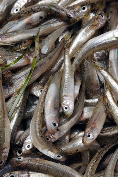 مچھلی بھون Fish fry Rbjih mladic Frijenno magnanno Frittura di paranza Fiskeyngel
