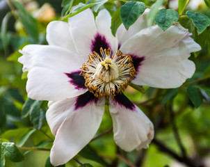 White peony flower