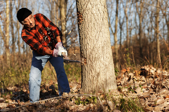 Senior lumberjack cutting tree with axe in the forest