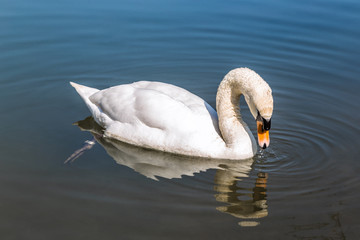 Höckerschwan - Mute Swan - Cygnus olor