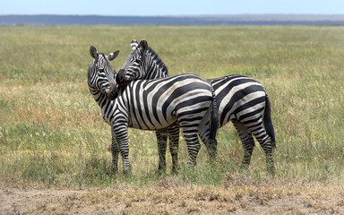 Fototapeta na wymiar A zebra couple in love