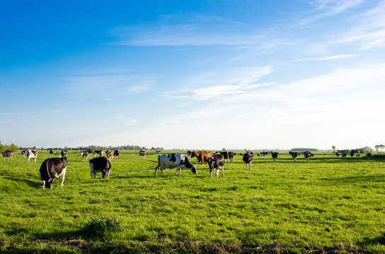 Norddeutsches Weideland