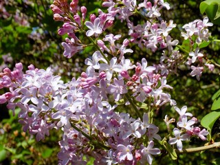Lilac flower in spring