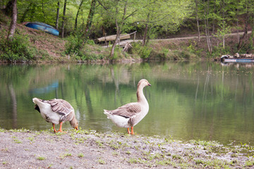 geese standing near pond