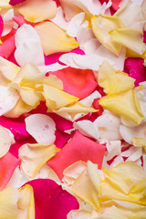  Petals of Pink and Yellow Roses Flowers. Background