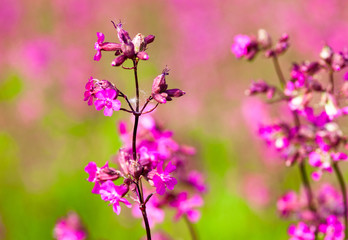 Obraz premium Blooming sticky catchflies (Silene viscaria)