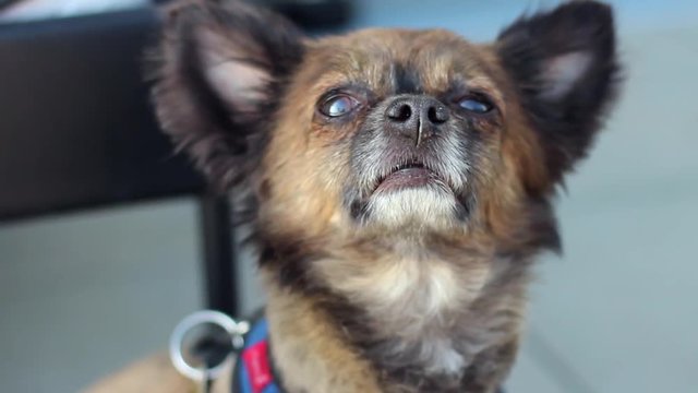 Chihuahua