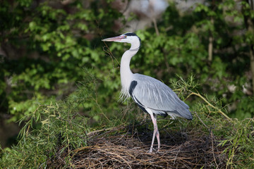 Grey heron, Ardea cinerea