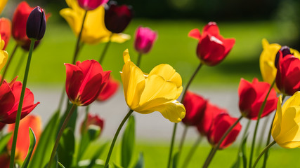 colorful tulips,spring time color