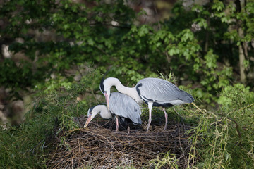 Grey heron, Ardea cinerea