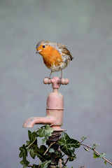 Robin, Erithacus rubecula