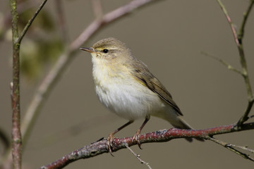 Willow warbler, Phylloscopus trochilus