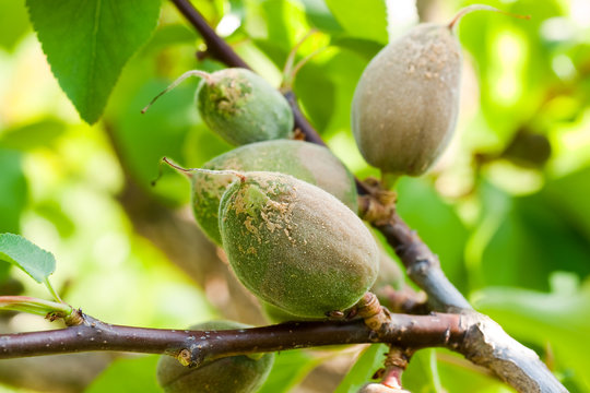 Frostsch&auml;den im Obstbau