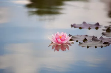 Photo sur Plexiglas Nénuphars Nénuphar rose dans un étang calme.