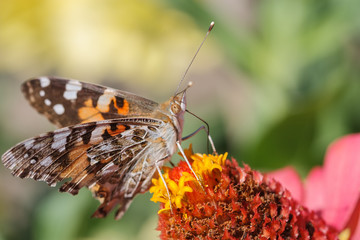 Butterfly eating in a flower