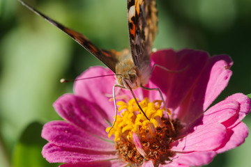 Butterfly eating in a flower