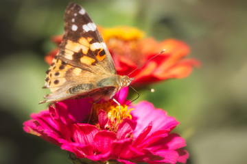 Butterfly eating in a flower