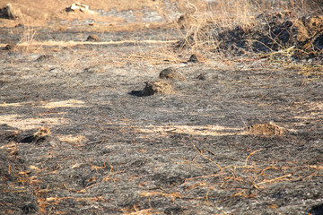 Burned grass - dark black