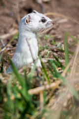 Hermelin (Mustela erminea) in freier Natur Wildbahn