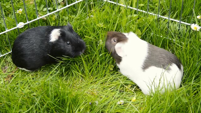 Guinea pig eating grass outside in the garden. Guinea pig (Cavia porcellus) is a popular household pet.
