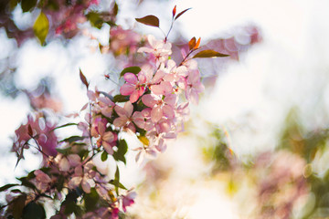 tree, spring, flower, background, beautiful, white, nature, border, blossom, soft, blooming, cherry, green, fresh, gentle, focus, beauty, closeup, plant, season, floral, macro, garden, branch, flora