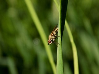 Fly on grass blade