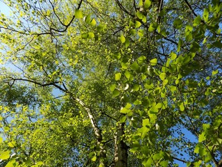 Birch tree and blue sky
