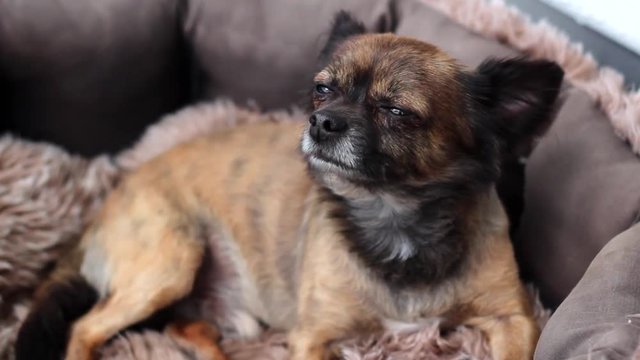 Chihuahua / Hund