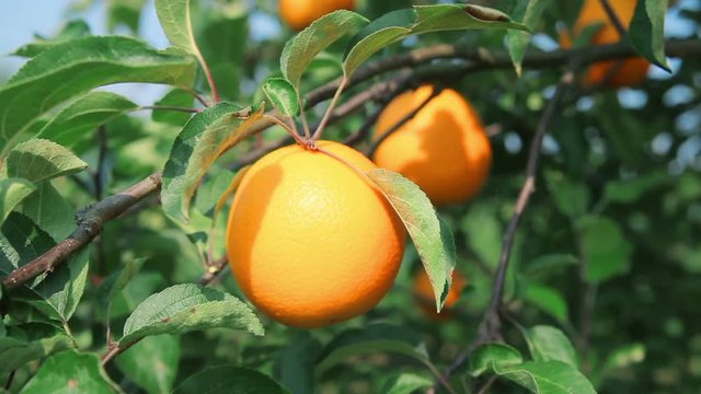 ripe orange on orange tree branch