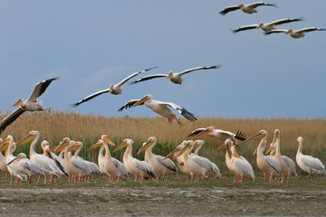 white pelican (pelecanus onocrotalus)