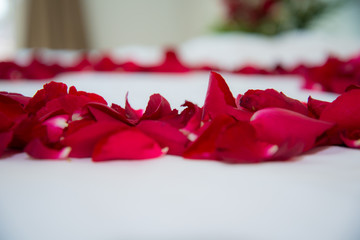 Roses