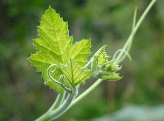 Leaf top of pumpkin tree