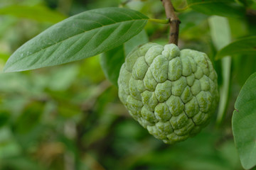 custard apple fruit in the gardens