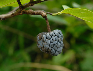 Dried custard apples closeup