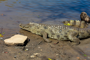 Sacred crocodile, Burkina Faso