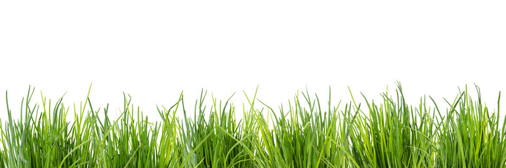 Hintergrund Schnittlauchfeld